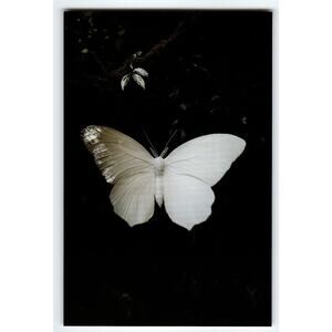 Vintage Photochrome White Butterfly Postcard 5.5x4 Unposted